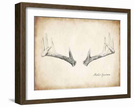 Antler Specimen B-THE Studio-Framed Giclee Print