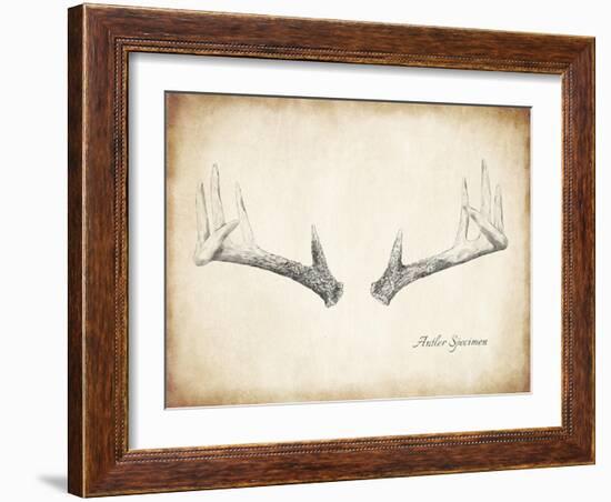 Antler Specimen B-THE Studio-Framed Giclee Print