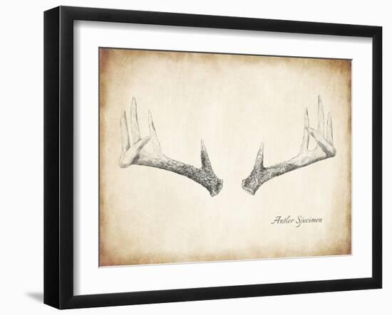 Antler Specimen B-THE Studio-Framed Giclee Print