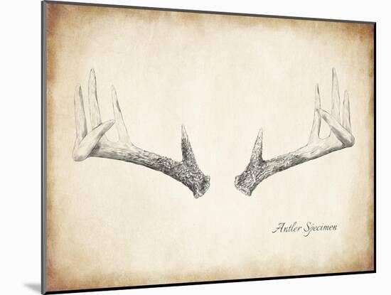 Antler Specimen B-THE Studio-Mounted Giclee Print