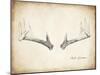 Antler Specimen B-THE Studio-Mounted Giclee Print