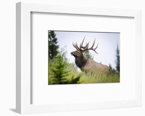 Antlered Bull Elk Banff Alberta-null-Framed Art Print