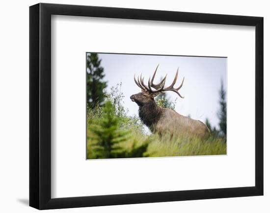 Antlered Bull Elk Banff Alberta-null-Framed Art Print