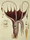 Umbrella Squid, 1835-Antoine Chazal-Giclee Print