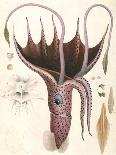 Umbrella Squid, 1835-Antoine Chazal-Giclee Print