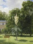 Un Yucca gloriosa dans le parc de Neuilly-Antoine Chazal-Framed Giclee Print