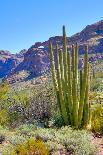 Organ Pipe Cactus National Monument-Anton Foltin-Laminated Photographic Print