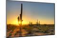 Premium Photographic Print