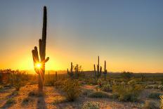 Sun is Setting between Saguaros, in Sonoran Desert.-Anton Foltin-Photographic Print