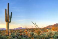 Blooming Beavertail Cactus in Mojave Desert.-Anton Foltin-Laminated Photographic Print