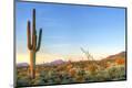Premium Photographic Print