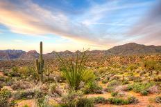 Sonoran Desert Catching Day's Last Rays.-Anton Foltin-Mounted Photographic Print