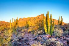 Sun is Setting between Saguaros, in Sonoran Desert.-Anton Foltin-Photographic Print