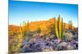 Photographic Print
