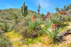 Blooming Beavertail Cactus in Mojave Desert.-Anton Foltin-Laminated Photographic Print