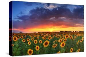 Sunflowers Canvas Art Prints Paintings Posters Amp Framed