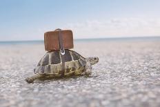 Turtle with Suitcase.-Anton_Sokolov-Photographic Print