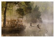 Goose Fight-Anton Van Dongen-Framed Premier Image Canvas
