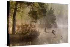 Goose Fight-Anton Van Dongen-Framed Premier Image Canvas