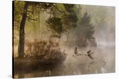 Goose Fight-Anton Van Dongen-Framed Photographic Print