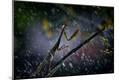 Premium Photographic Print