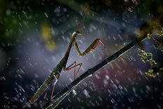 Mantis in the Rain-Antonio Grambone-Framed Photographic Print