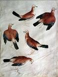 Mule-Antonio Pisani Pisanello-Giclee Print