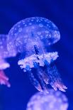 Jellyfish Underwater-AntonMatveev-Mounted Photographic Print