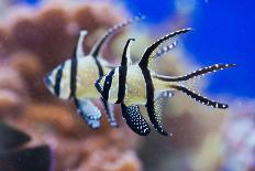 Zebrasoma Flavescens-antos777-Premier Image Canvas