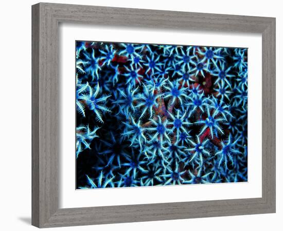 Antozoa-Andrea Ferrari-Framed Photographic Print