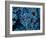 Antozoa-Andrea Ferrari-Framed Photographic Print