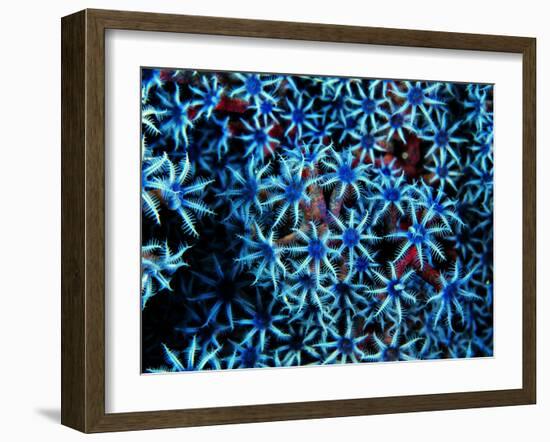 Antozoa-Andrea Ferrari-Framed Photographic Print