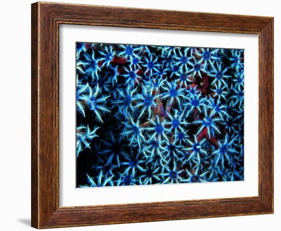 Antozoa-Andrea Ferrari-Framed Photographic Print