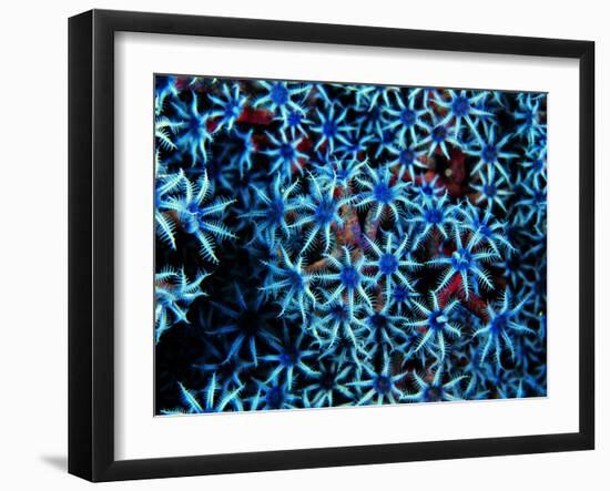 Antozoa-Andrea Ferrari-Framed Photographic Print