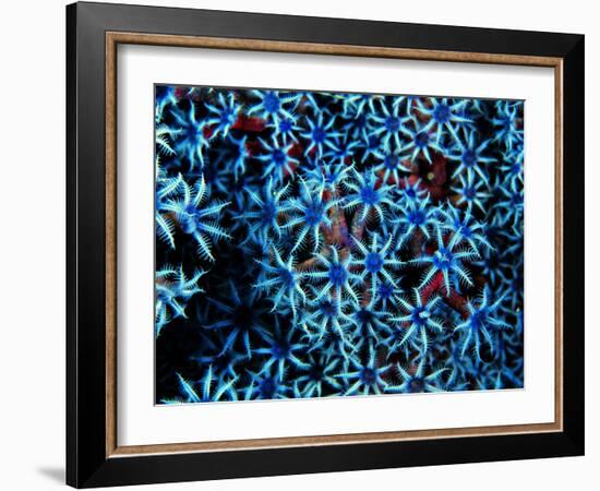 Antozoa-Andrea Ferrari-Framed Photographic Print