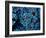 Antozoa-Andrea Ferrari-Framed Photographic Print