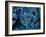 Antozoa-Andrea Ferrari-Framed Photographic Print