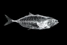 Fish X Ray-antpkr-Mounted Photographic Print