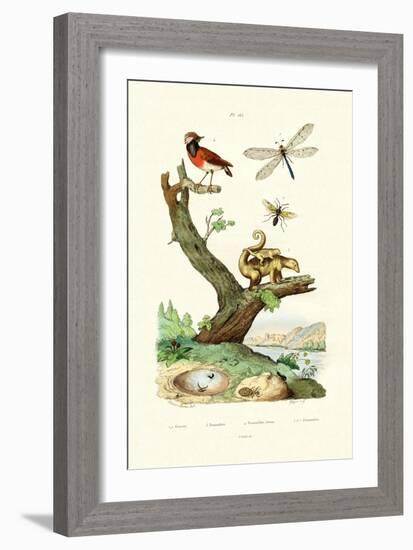 Ants, 1833-39-null-Framed Giclee Print