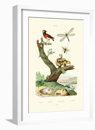 Ants, 1833-39-null-Framed Giclee Print