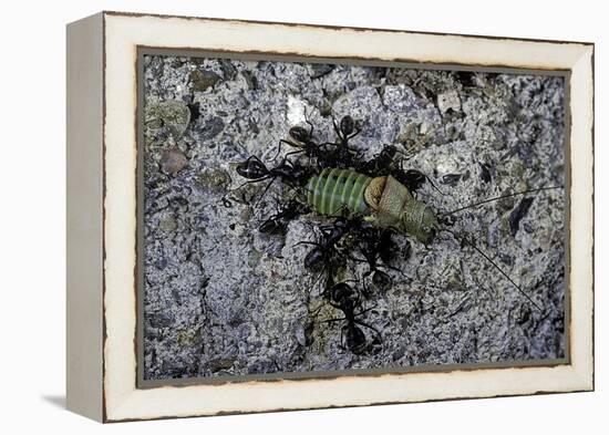 Ants Attacking a Bushcricket-Paul Starosta-Framed Premier Image Canvas