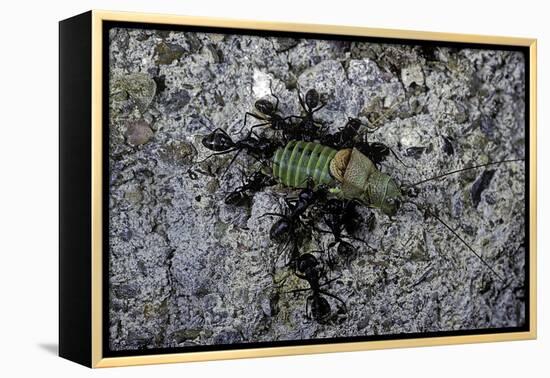 Ants Attacking a Bushcricket-Paul Starosta-Framed Premier Image Canvas