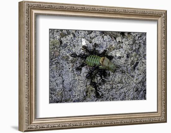 Ants Attacking a Bushcricket-Paul Starosta-Framed Photographic Print