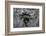 Ants Attacking a Bushcricket-Paul Starosta-Framed Photographic Print