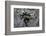 Ants Attacking a Bushcricket-Paul Starosta-Framed Photographic Print