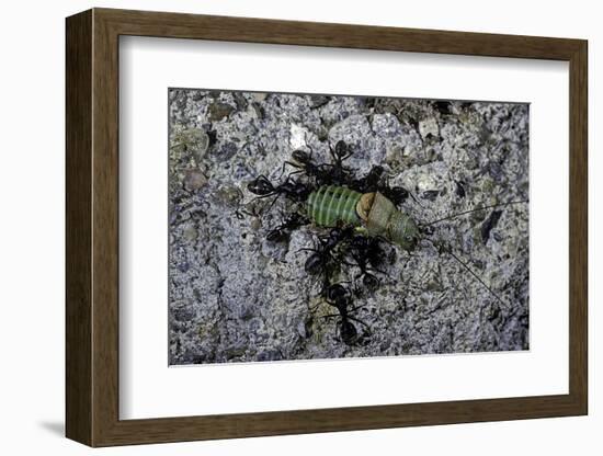 Ants Attacking a Bushcricket-Paul Starosta-Framed Photographic Print