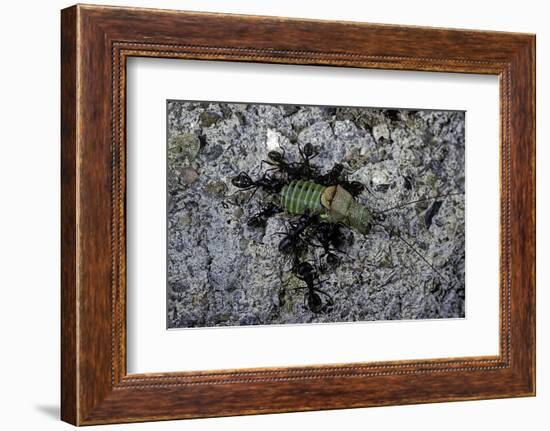 Ants Attacking a Bushcricket-Paul Starosta-Framed Photographic Print