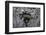 Ants Attacking a Bushcricket-Paul Starosta-Framed Photographic Print