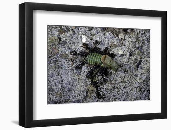 Ants Attacking a Bushcricket-Paul Starosta-Framed Photographic Print