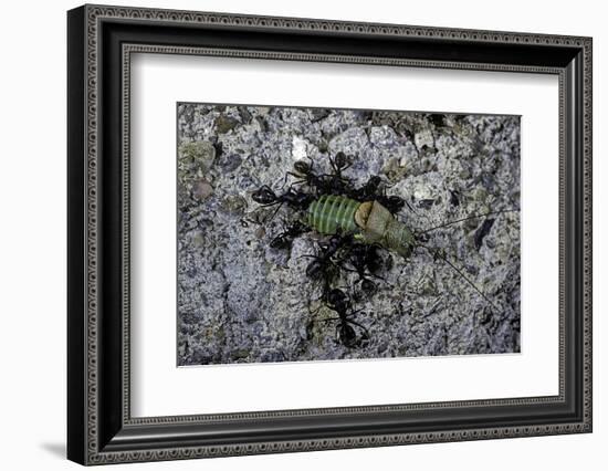 Ants Attacking a Bushcricket-Paul Starosta-Framed Photographic Print